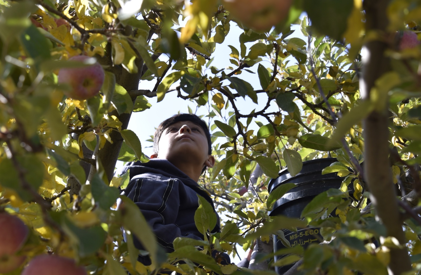 Immagine da THE APPLE DAY